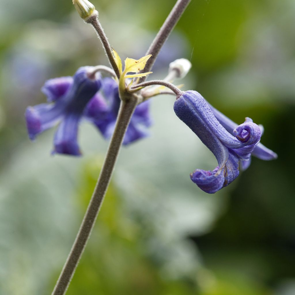 Clematis heracleifolia - Clematide