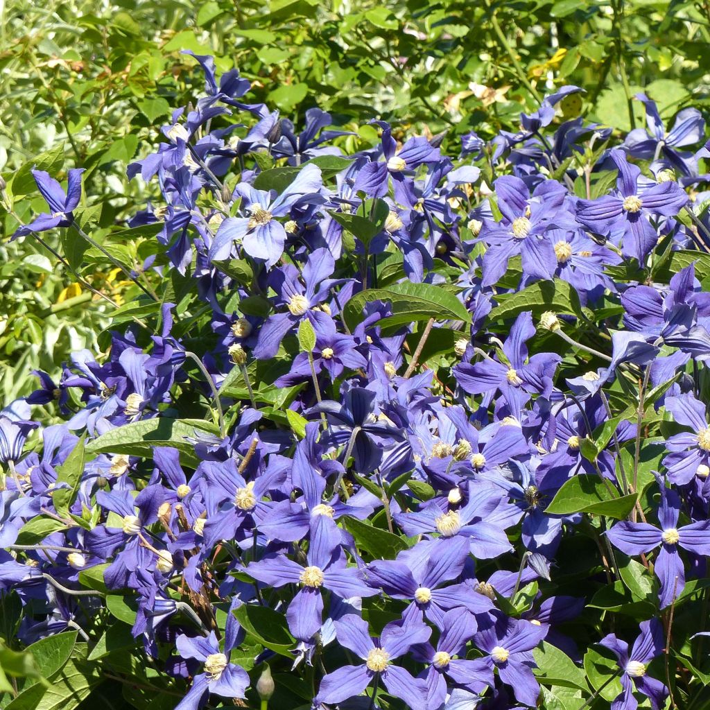 Clématite integrifolia Durandii