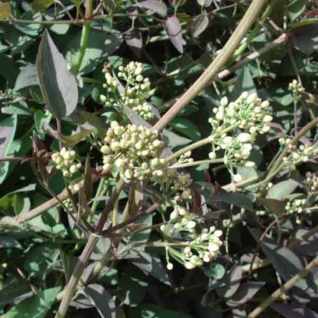 Clematis recta Purpurea - Clematide eretta