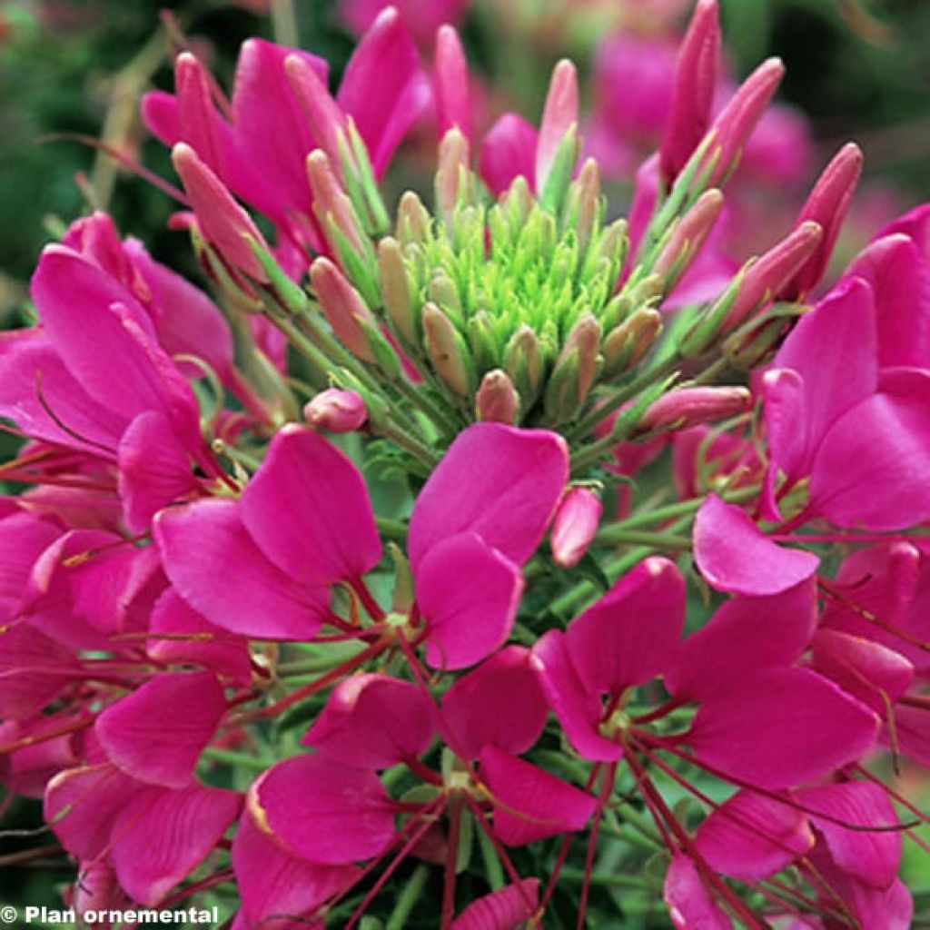 Cleome Sparkler Rose