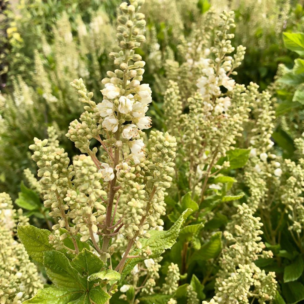 Clethra alnifolia Anne Bidwell