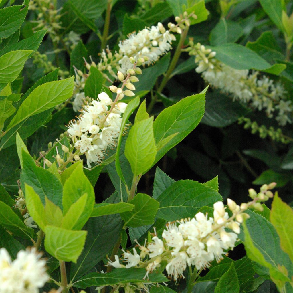 Clethra alnifolia Pink Spire