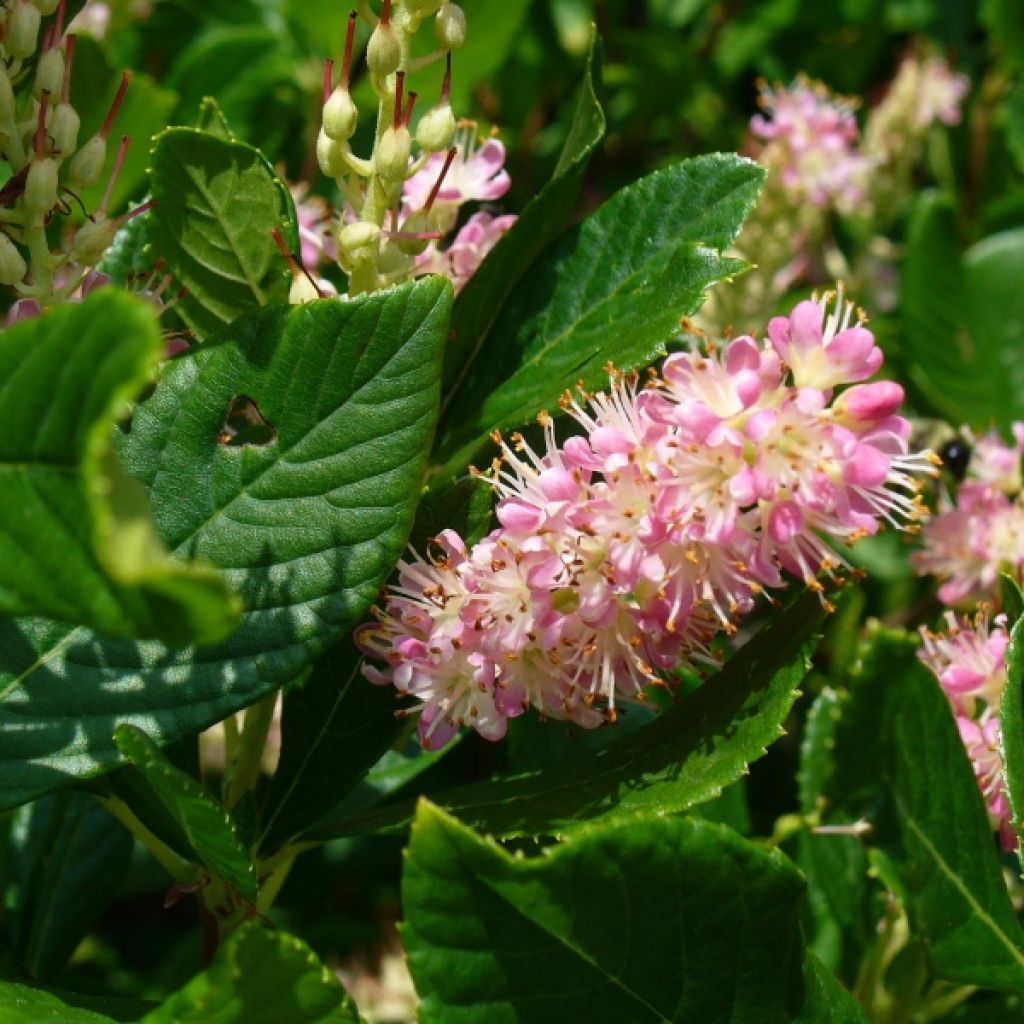 Clethra alnifolia Ruby Spice