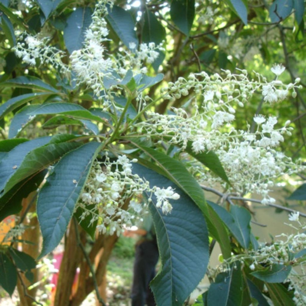 Clethra barbinervis