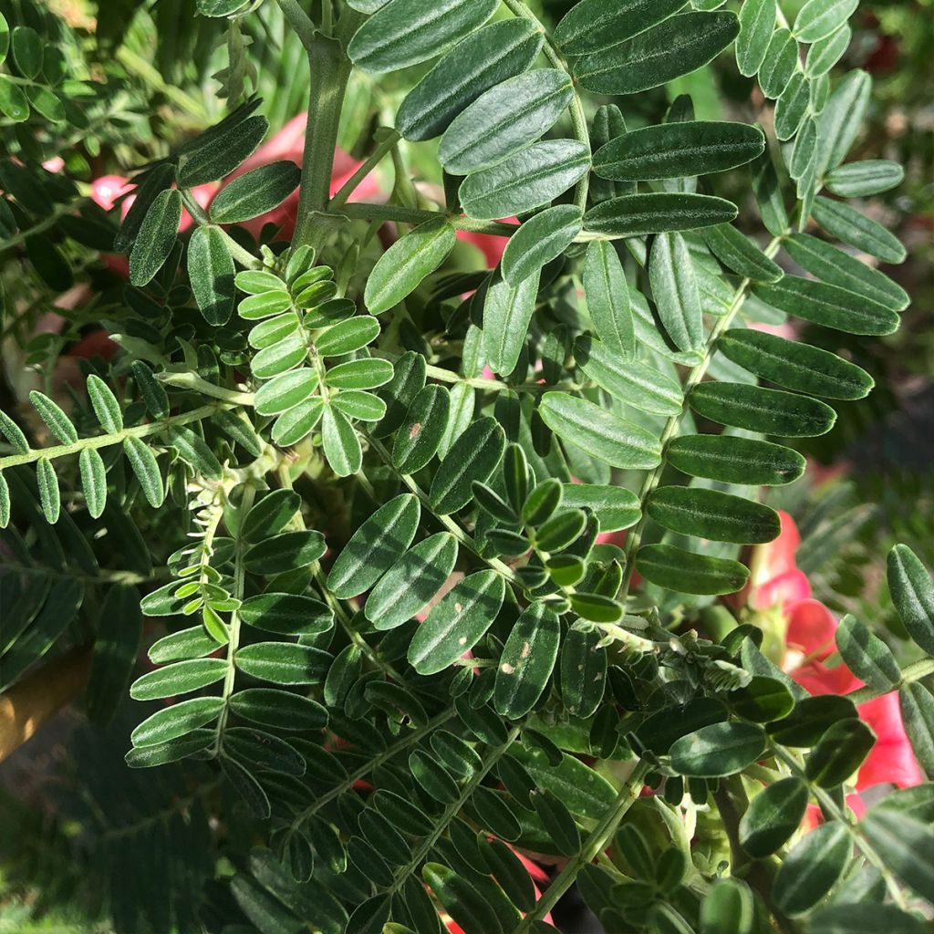 Clianthus puniceus Flamingo - Pince de Homard