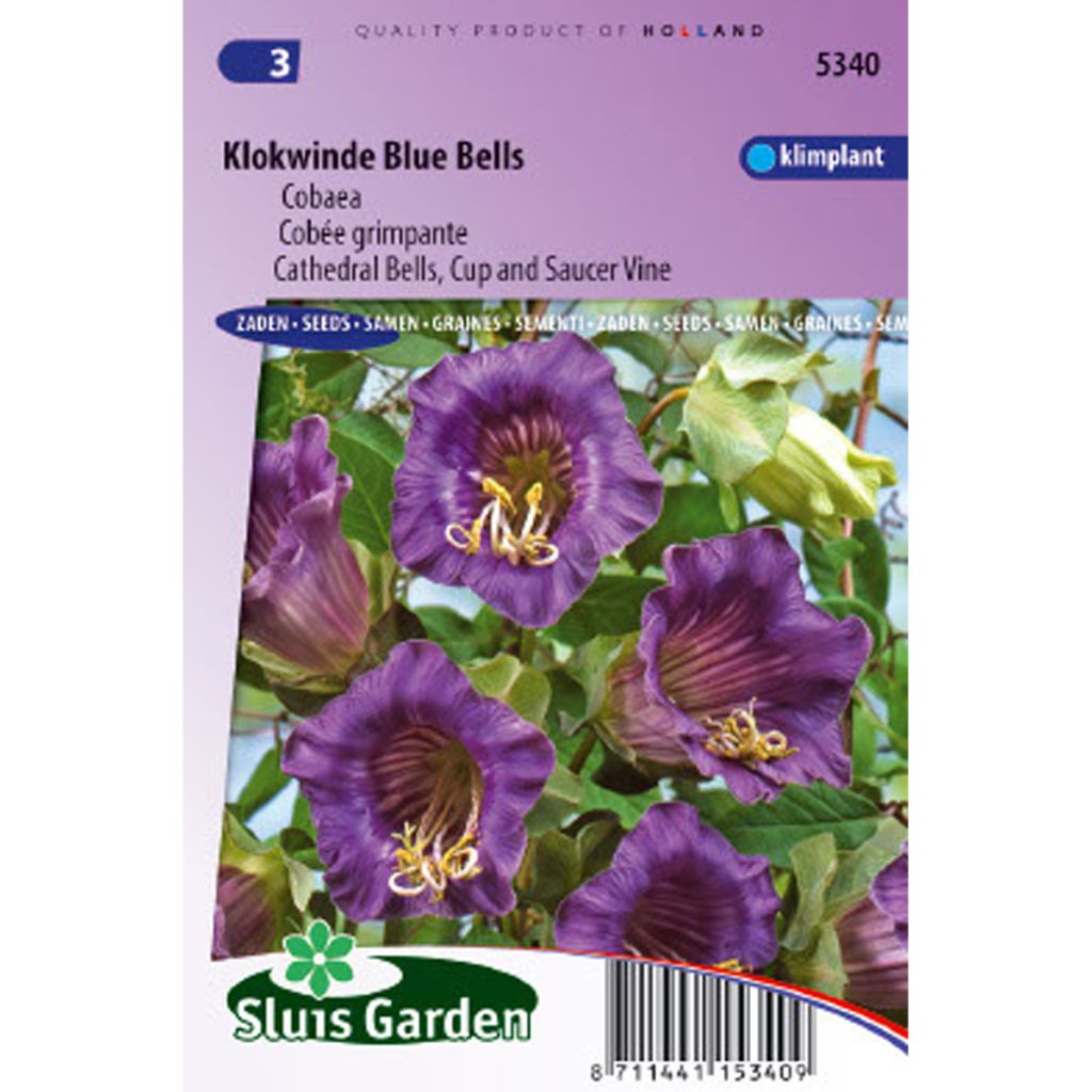 Cobaea scandens Violet Blue Bells - Cobea