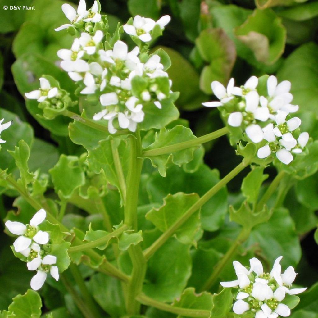 Cochlearia officinalis - Coclearia medicinale