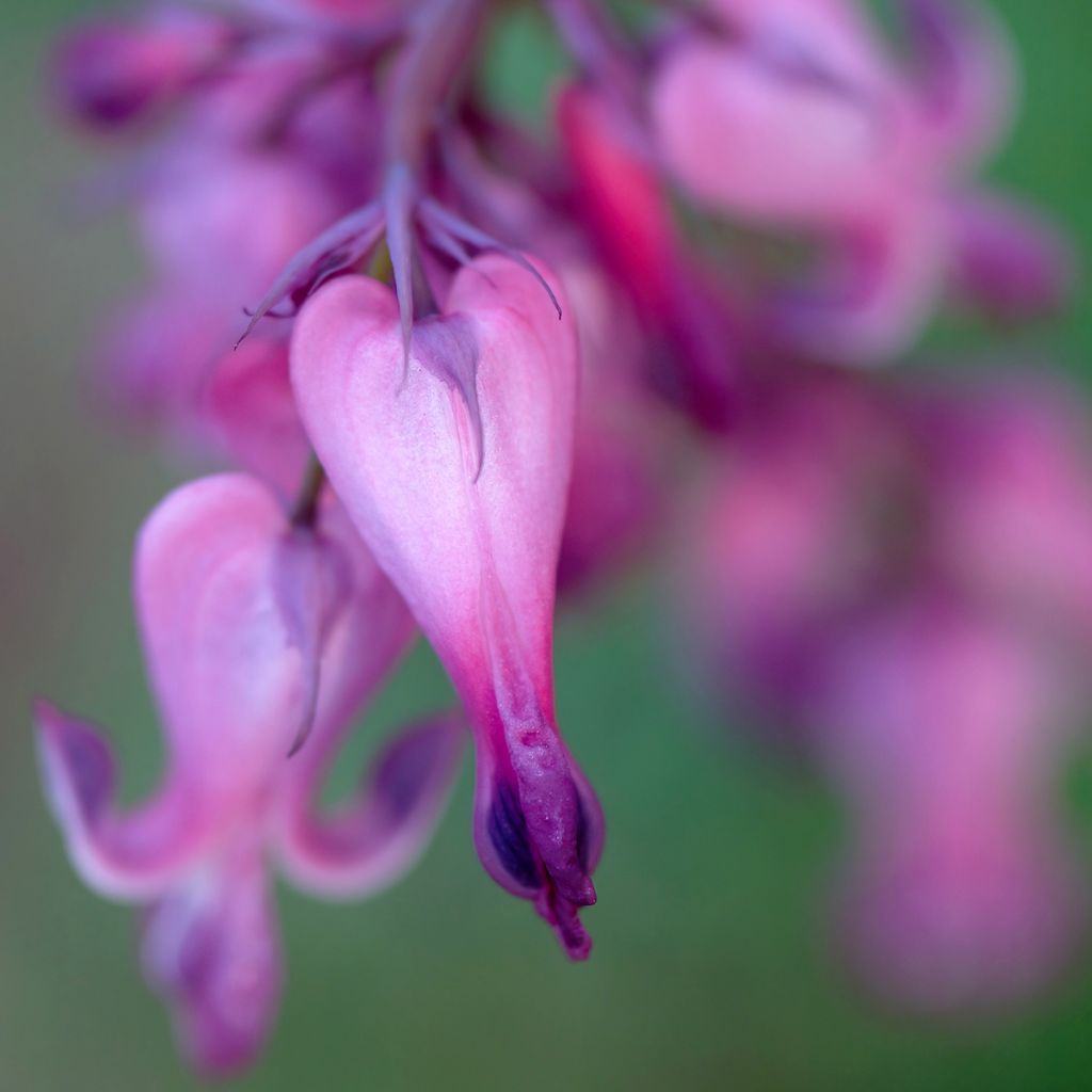 Coeur de Marie - Dicentra Candy Hearts