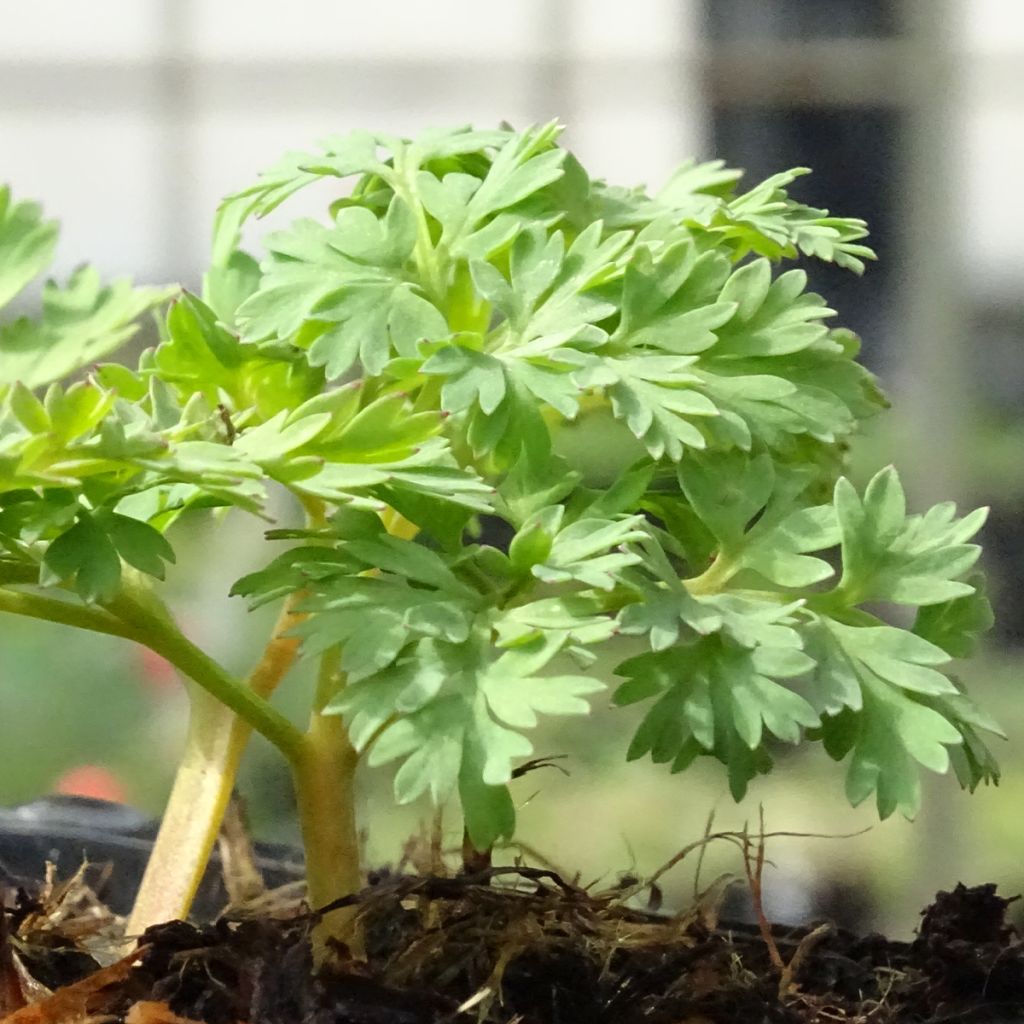 Dicentra King of Hearts