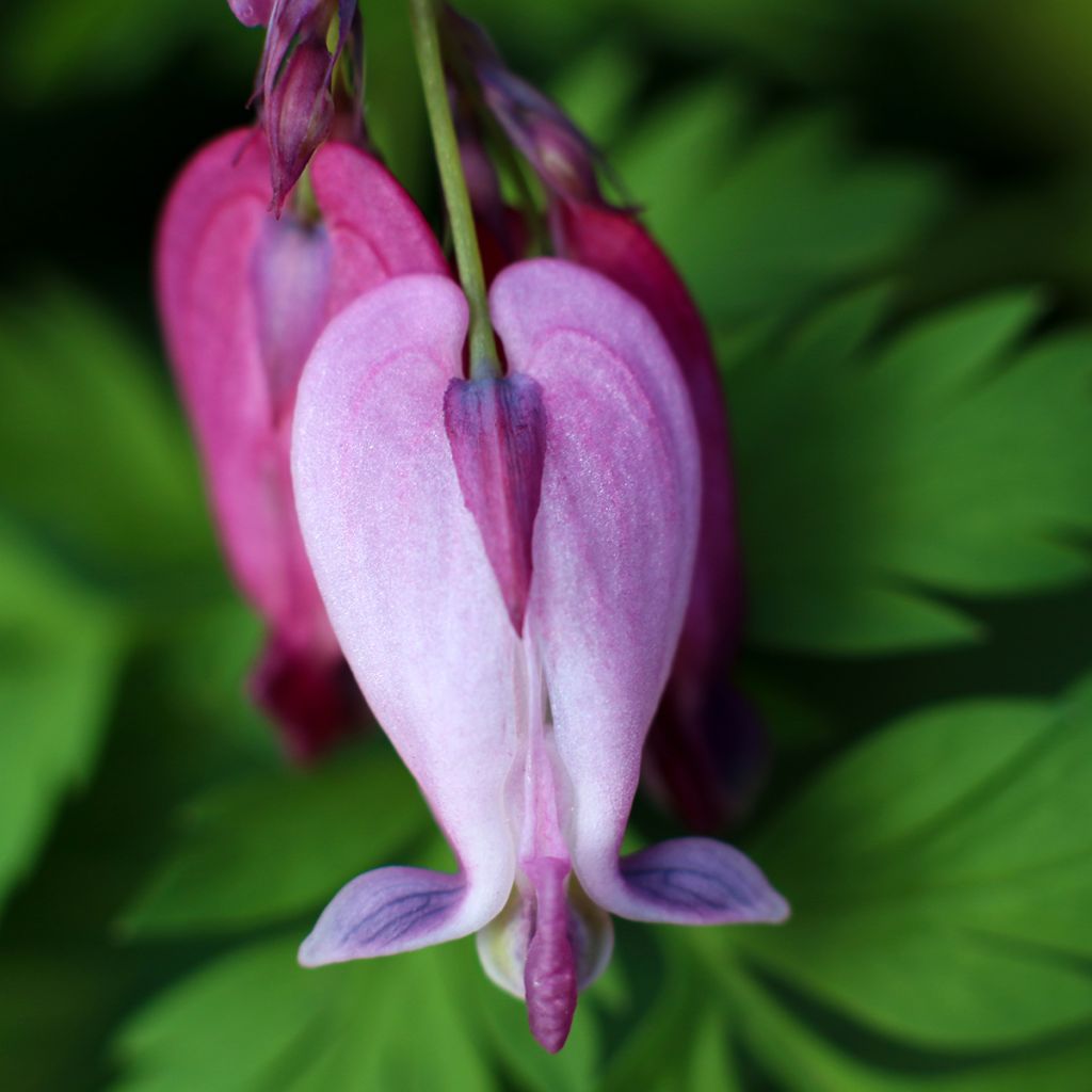 Dicentra King of Hearts