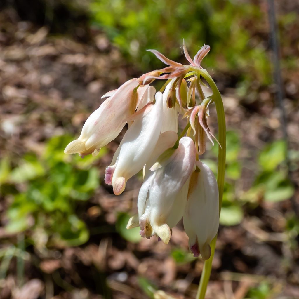 Dicentra formosa Aurora