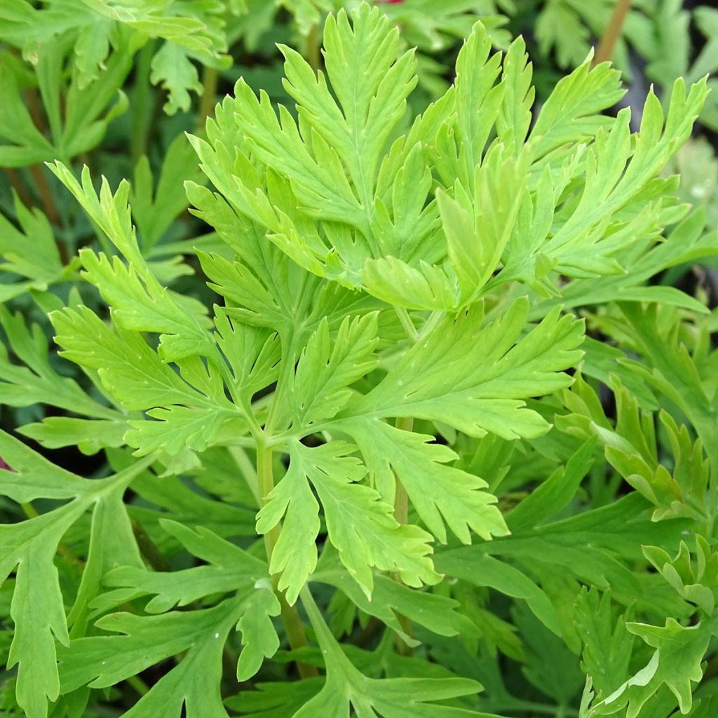 Coeur de Marie, Dicentra formosa Bacchanal