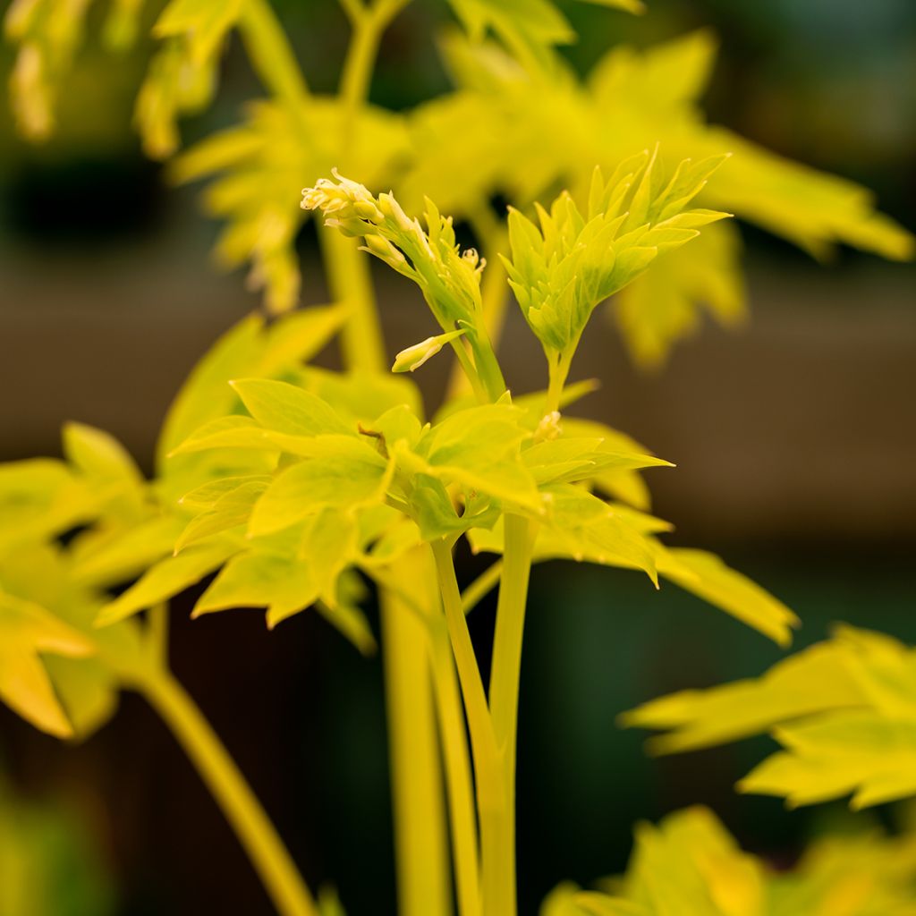 Dicentra spectabilis White Gold - Cuore di Maria