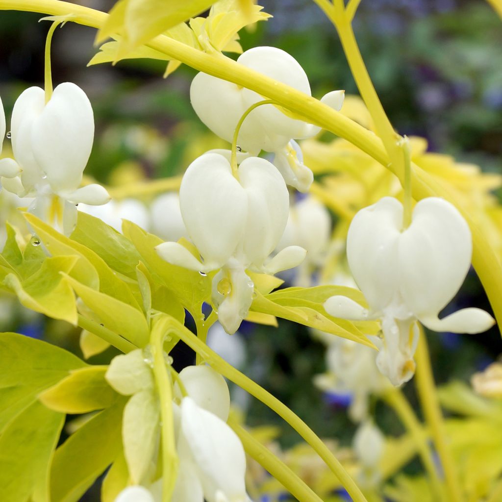 Dicentra spectabilis White Gold - Cuore di Maria