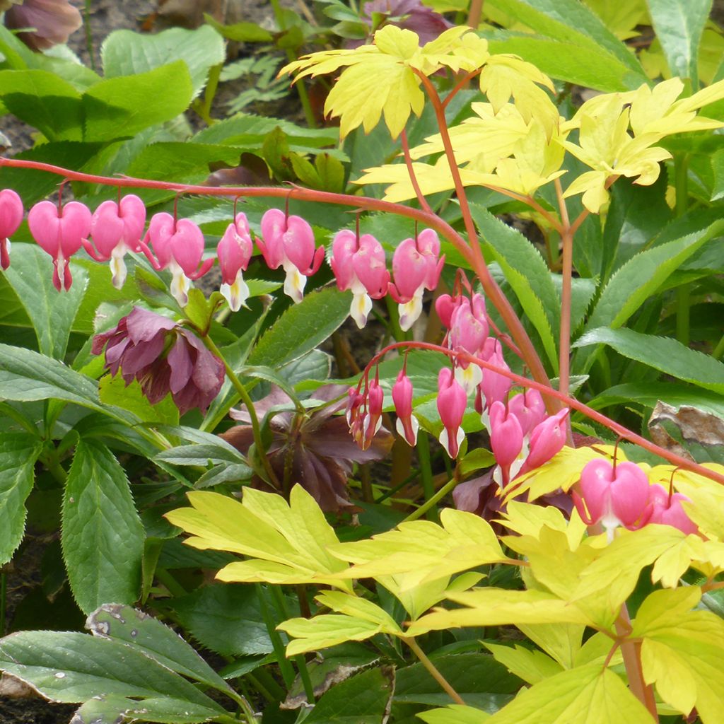 Coeur de Marie - Dicentra spectabilis Yellow Leaf