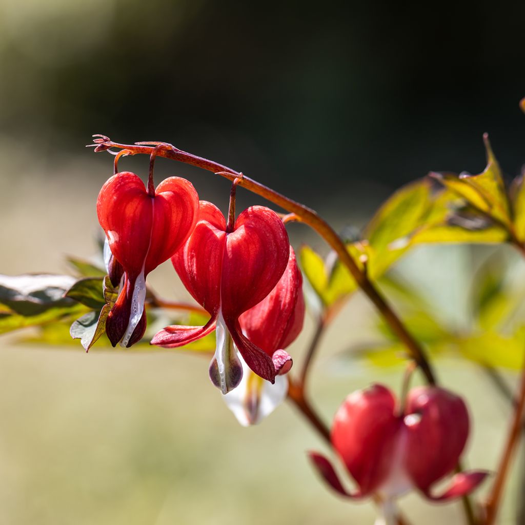 Dicentra spectabilis Valentine - Cuore di Maria