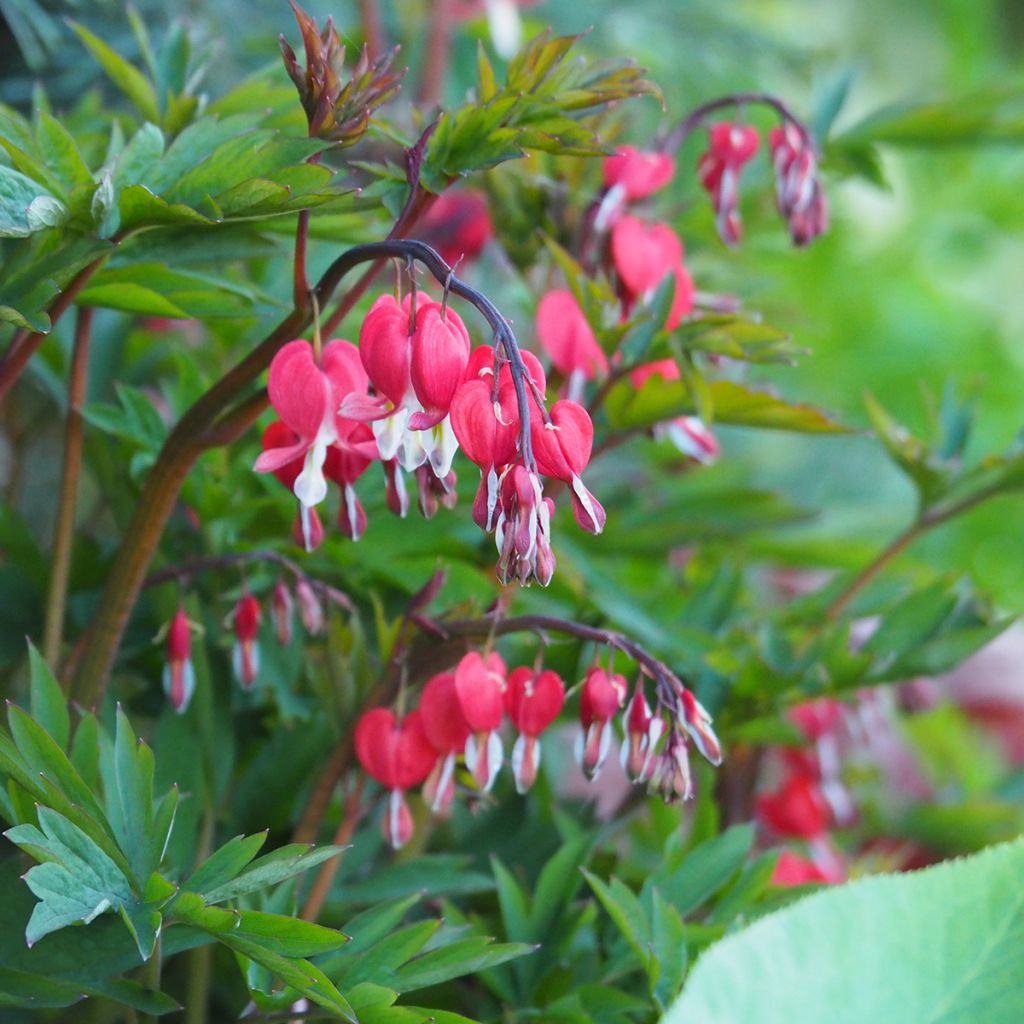 Dicentra spectabilis Valentine - Cuore di Maria