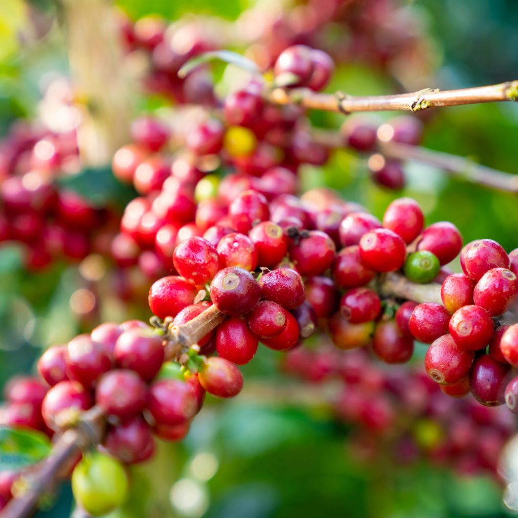 Coffea arabica - Pianta del caffè