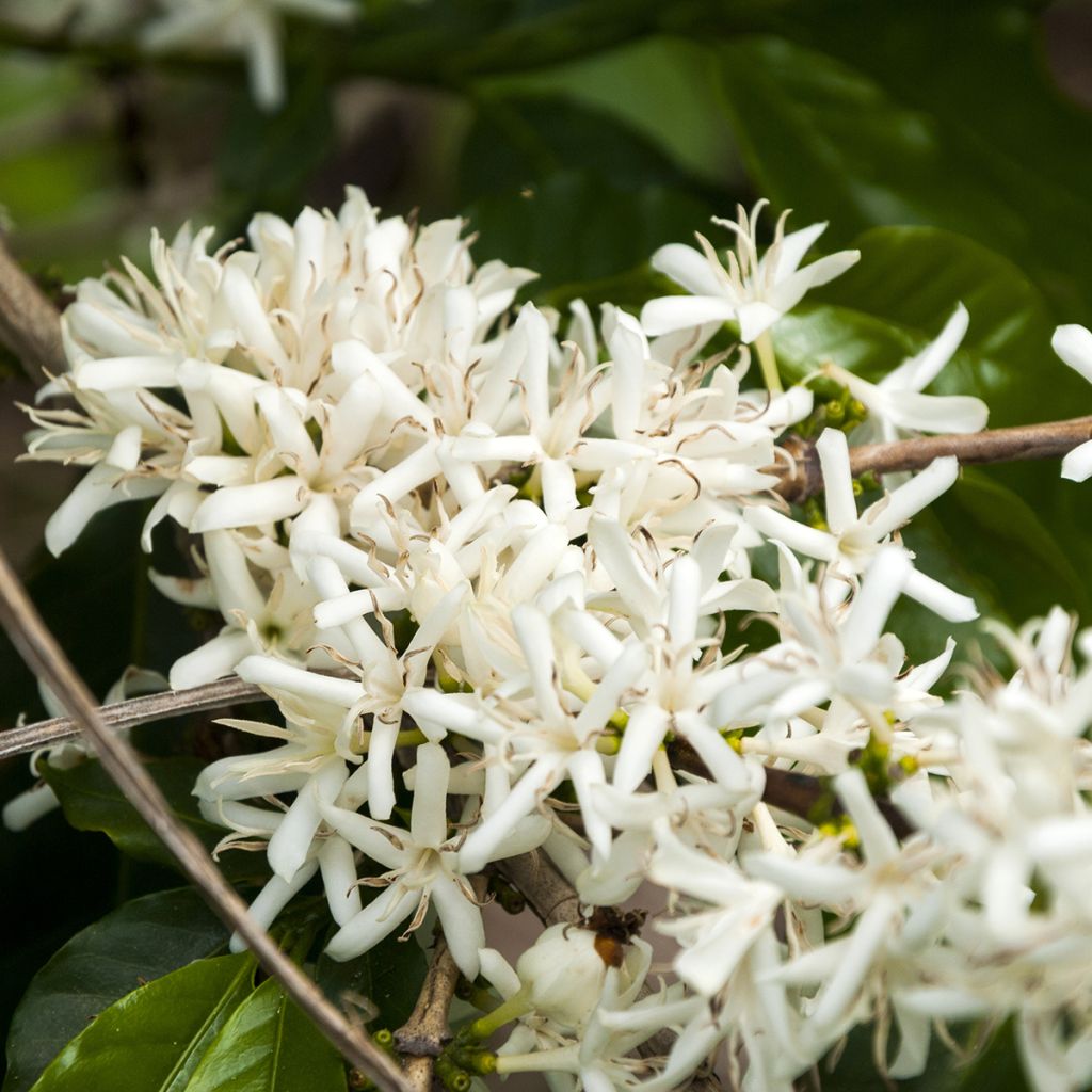 Coffea arabica - Pianta del caffè