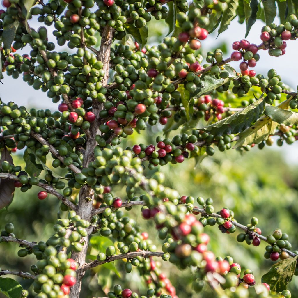 Coffea arabica - Pianta del caffè