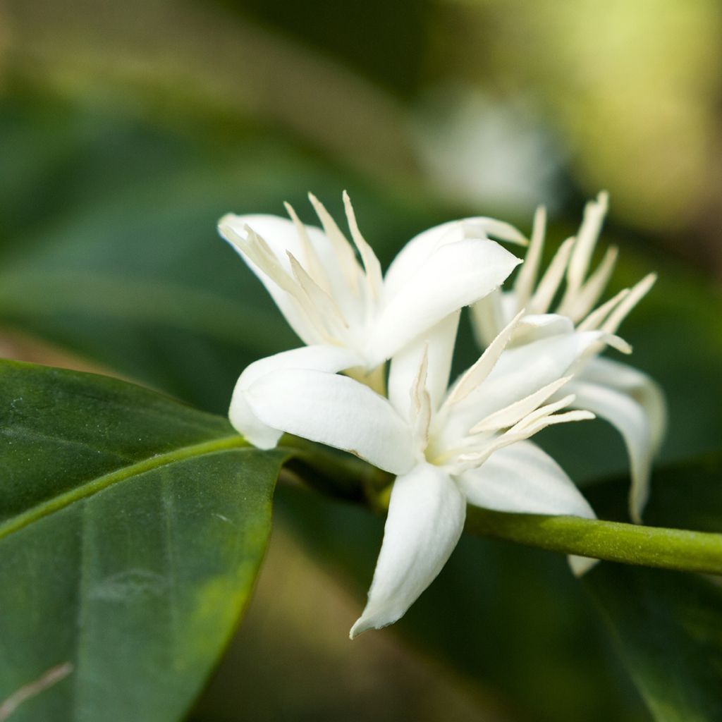 Coffea arabica - Pianta del caffè