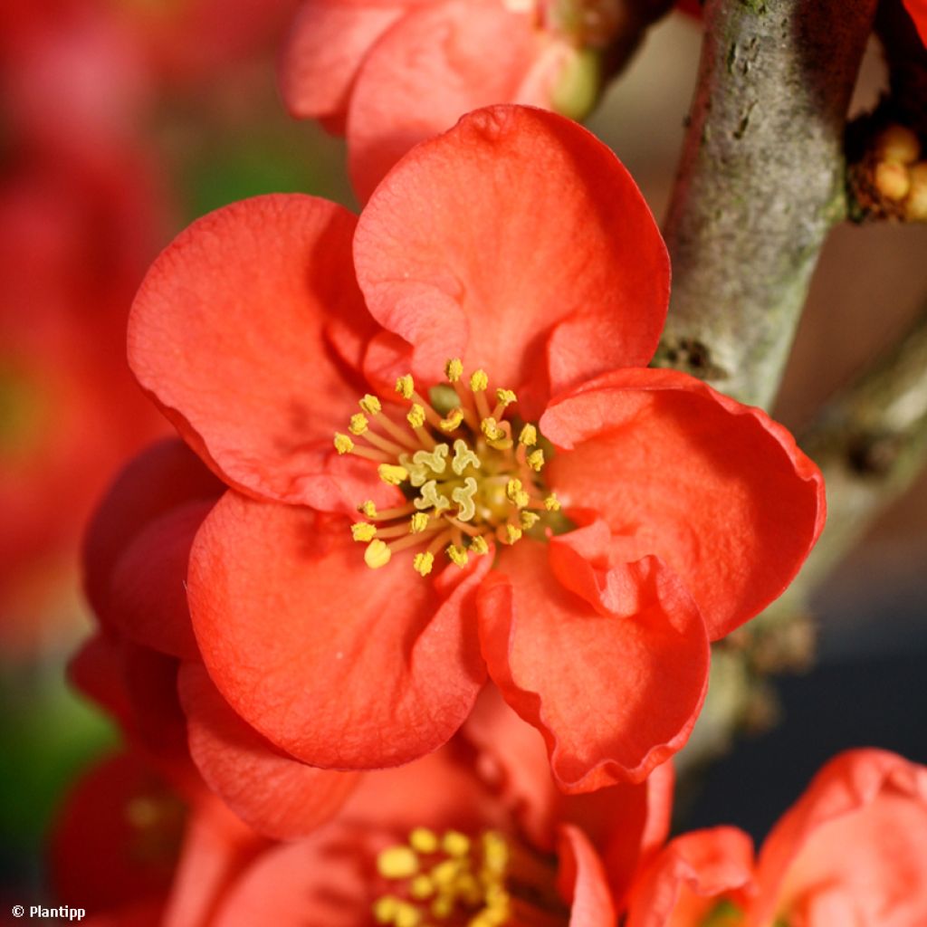 Cognassier du Japon - Chaenomeles speciosa Red Kimono