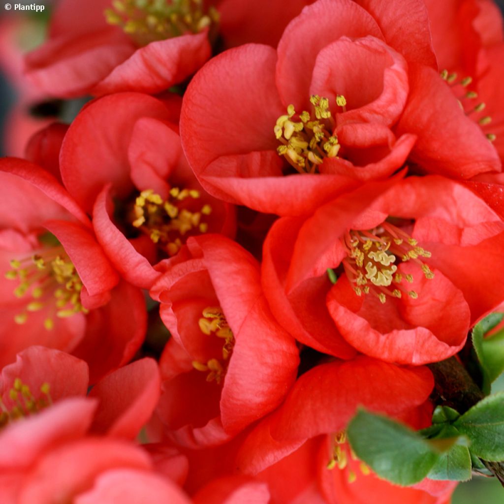 Cognassier du Japon - Chaenomeles speciosa Red Kimono