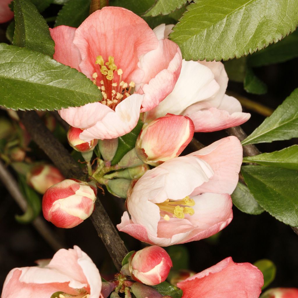 Chaenomeles speciosa Flocon Rose - Fior di Pesco