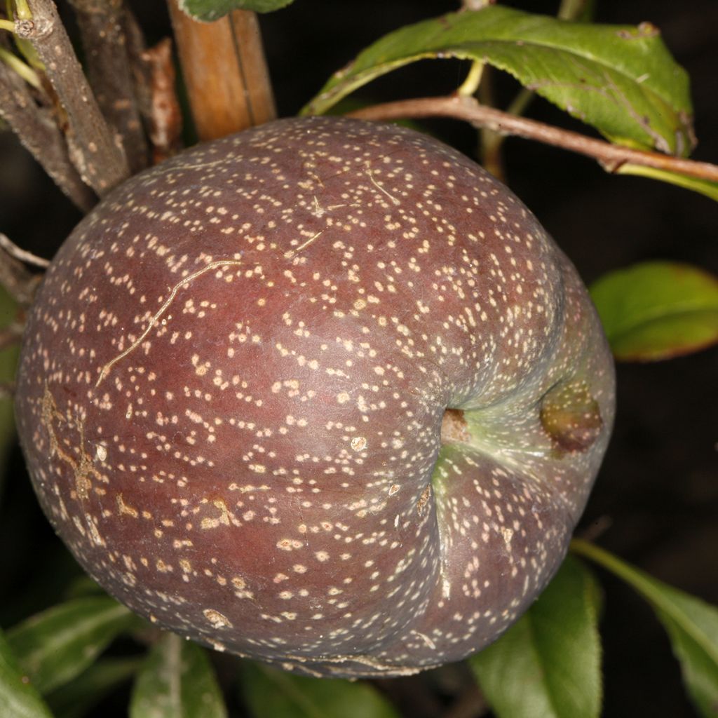 Chaenomeles speciosa Flocon Rose - Fior di Pesco