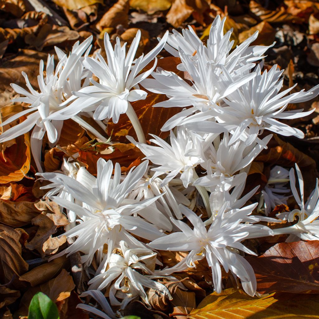 Colchicum autumnale Alboplenum - Colchico d'autunno