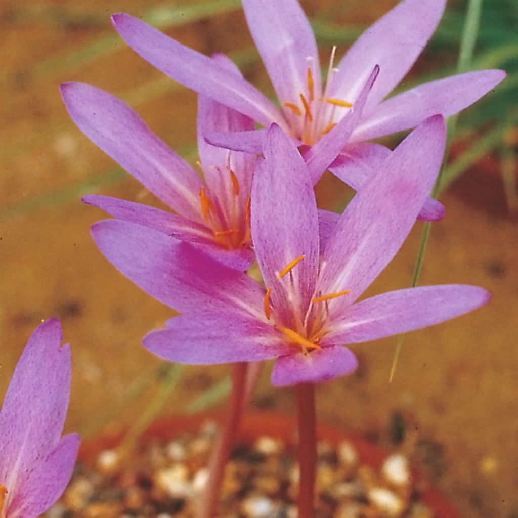 Colchicum autumnale Pannonicum - Colchico d'autunno