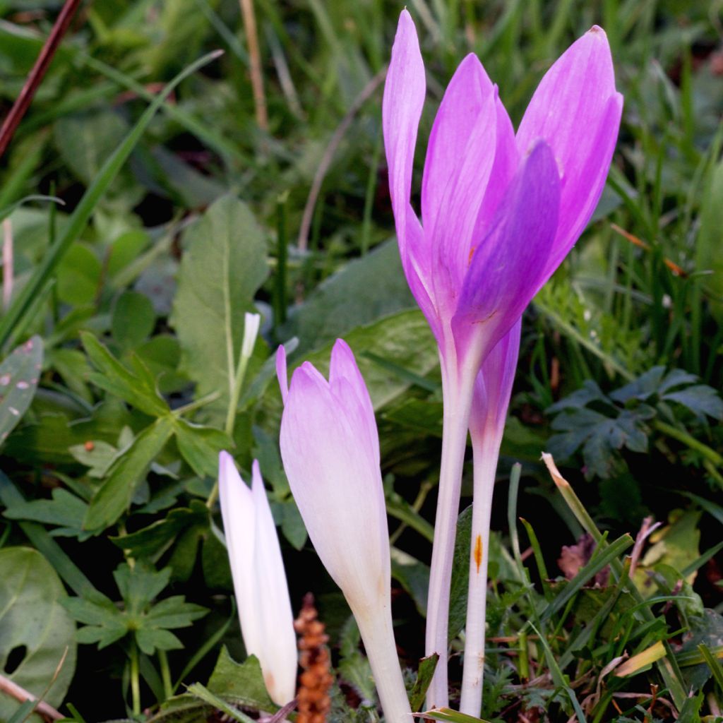 Colchicum autumnale Pannonicum - Colchico d'autunno