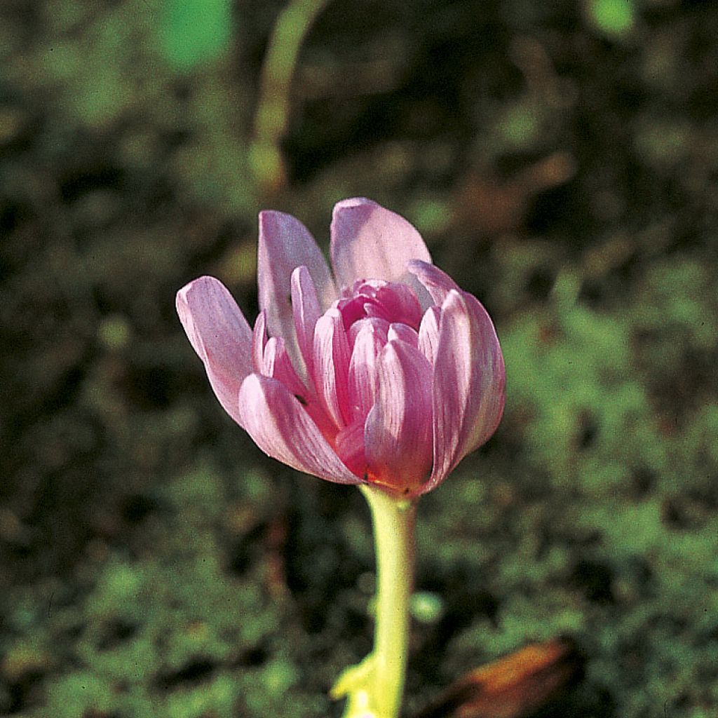 Colchicum autumnale Pleniflorum - Colchico d'autunno