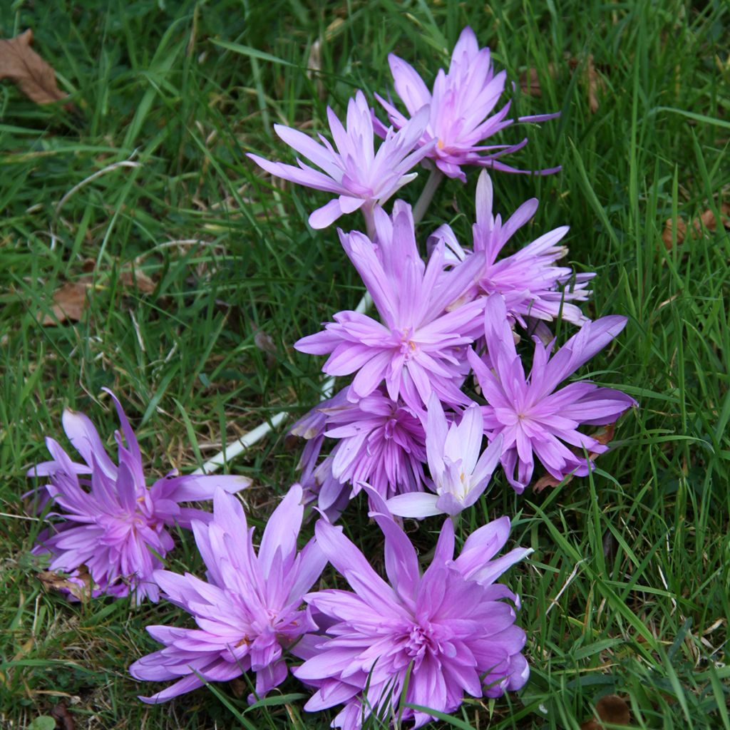 Colchicum autumnale Pleniflorum - Colchico d'autunno