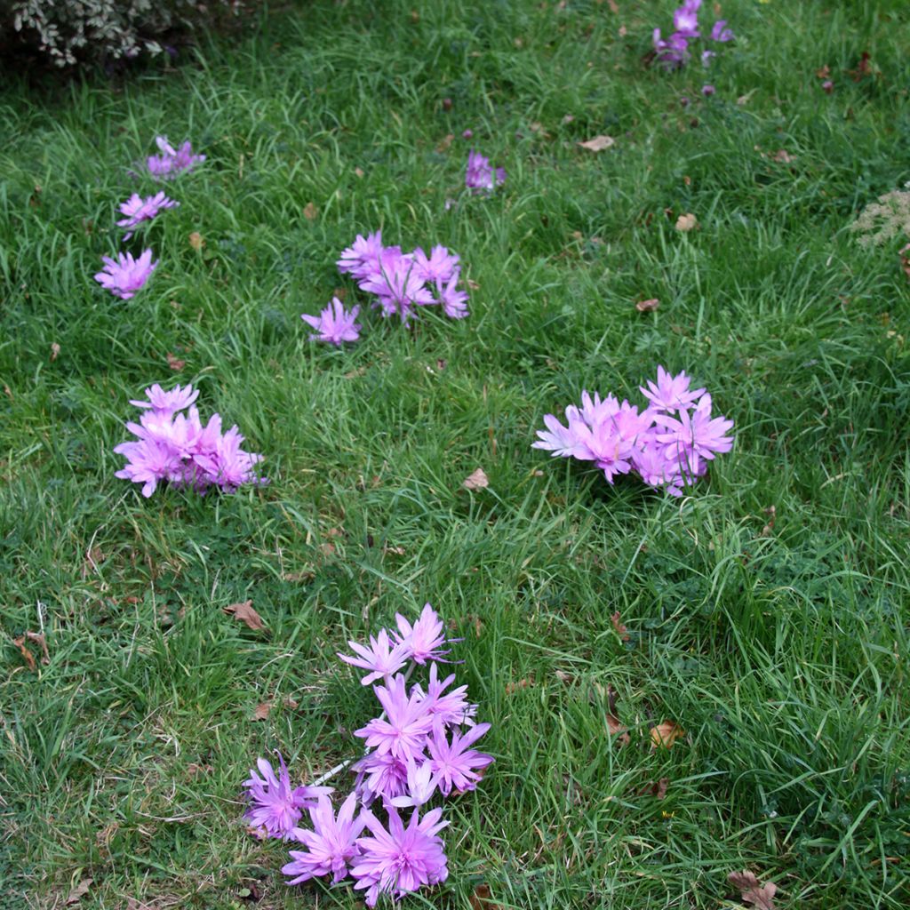 Colchicum autumnale Pleniflorum - Colchico d'autunno