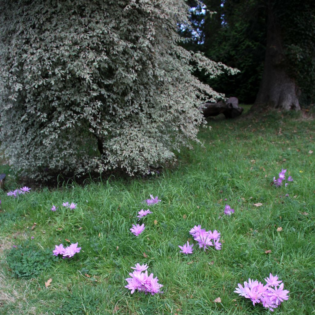 Colchicum autumnale Pleniflorum - Colchico d'autunno