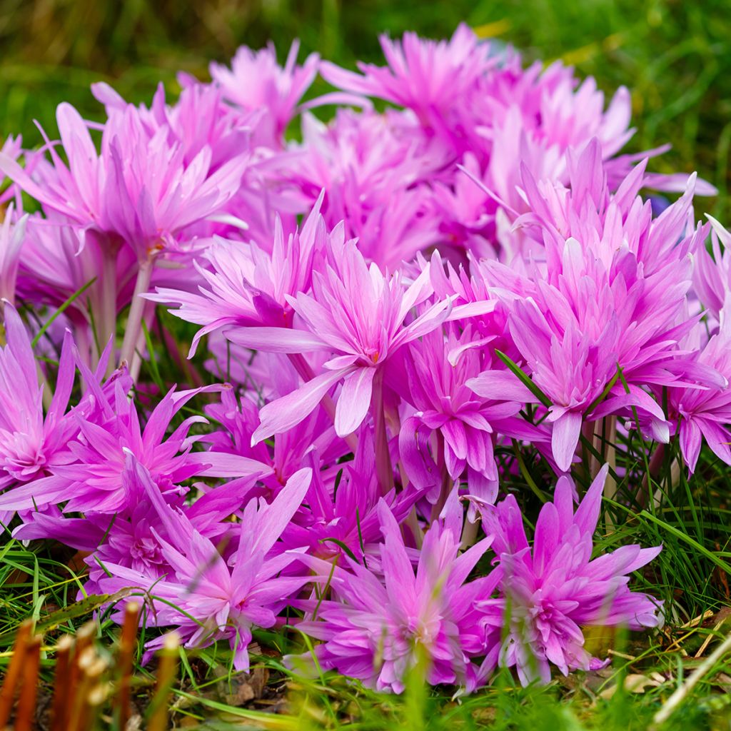 Colchicum Waterlily - Colchico