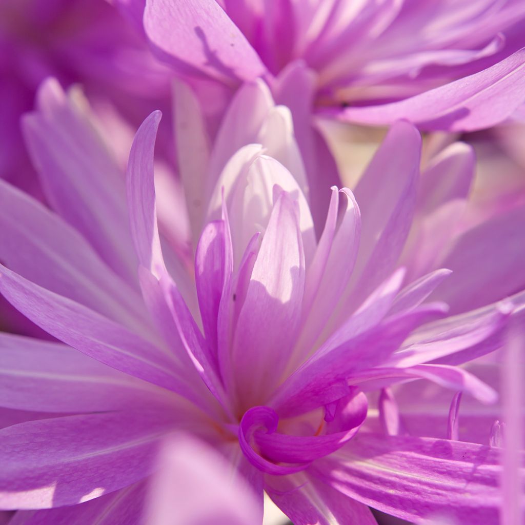 Colchicum Waterlily - Colchico