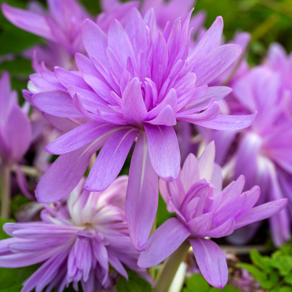 Colchicum Waterlily - Colchico