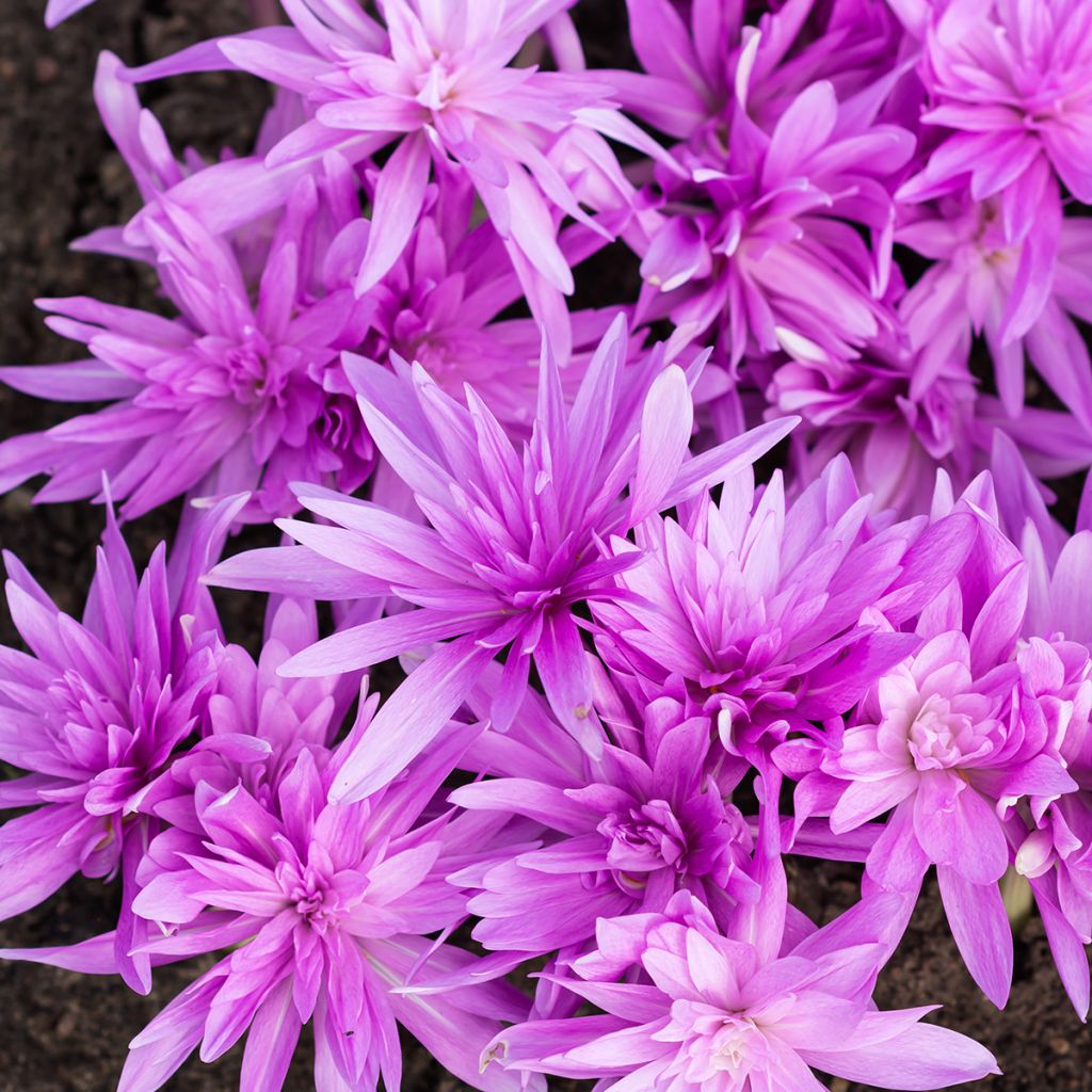 Colchicum Waterlily - Colchico