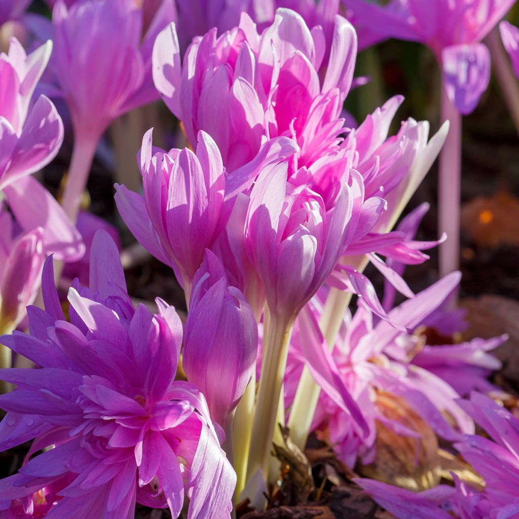 Colchicum Waterlily - Colchico