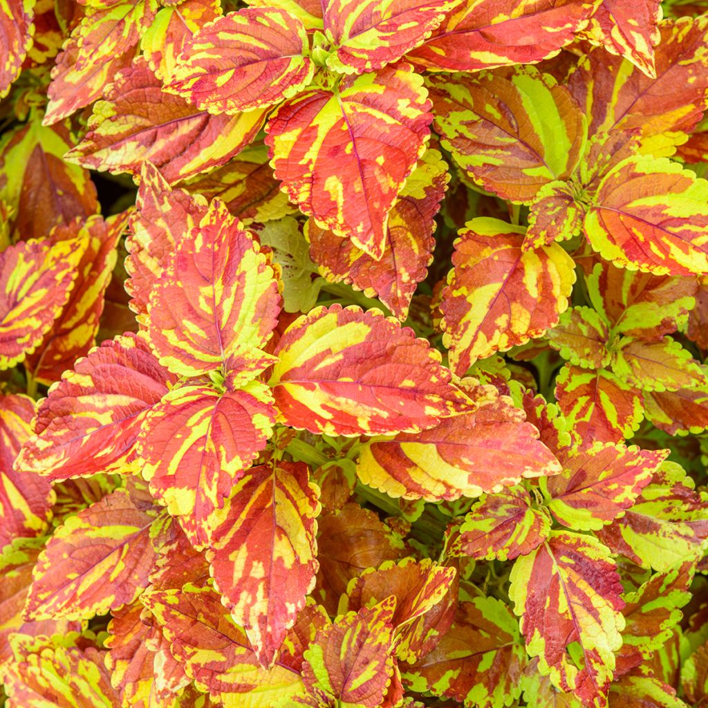 Coleus Golden Freckles