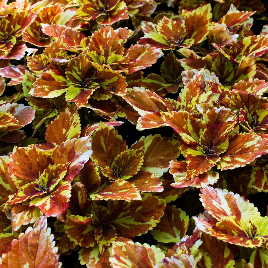 Coleus Golden Freckles