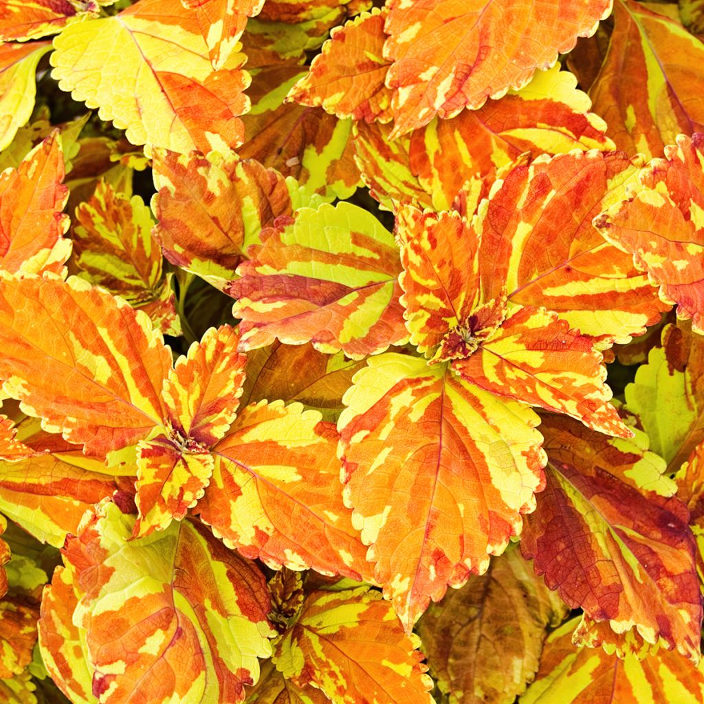 Coleus Golden Freckles