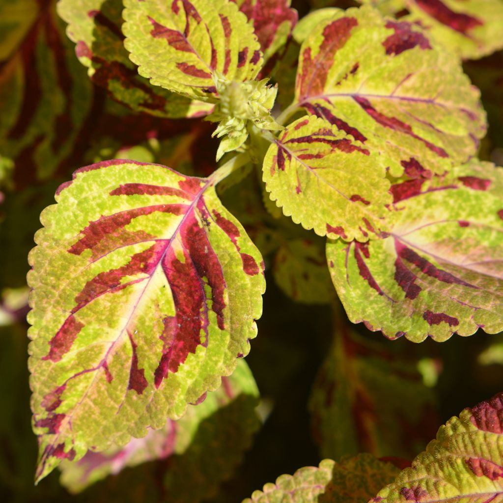 Coleus Premium Sun Mighty Mosaic