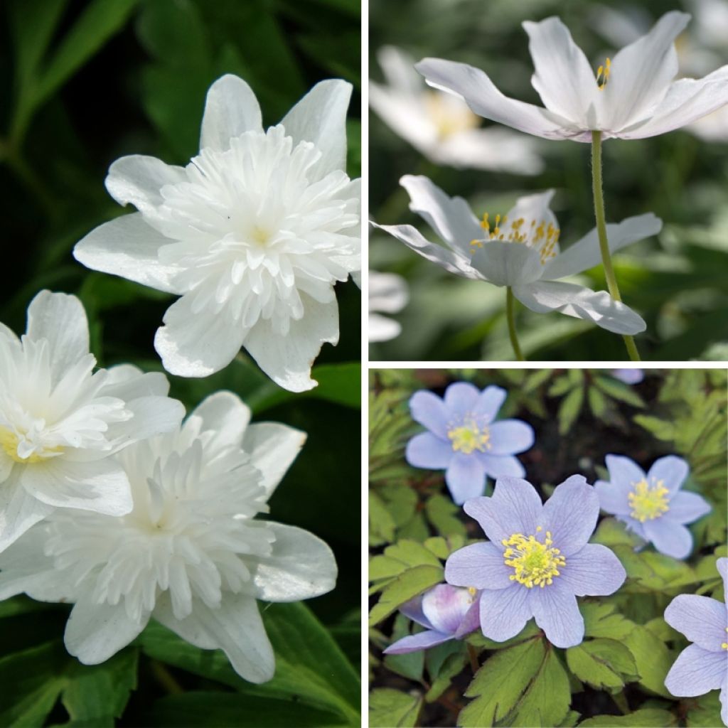 Collezione Anemoni nemorosa