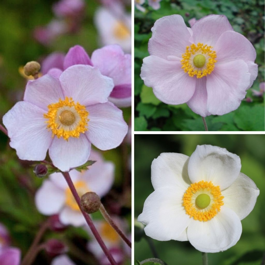 Collezione di Anemoni giapponesi