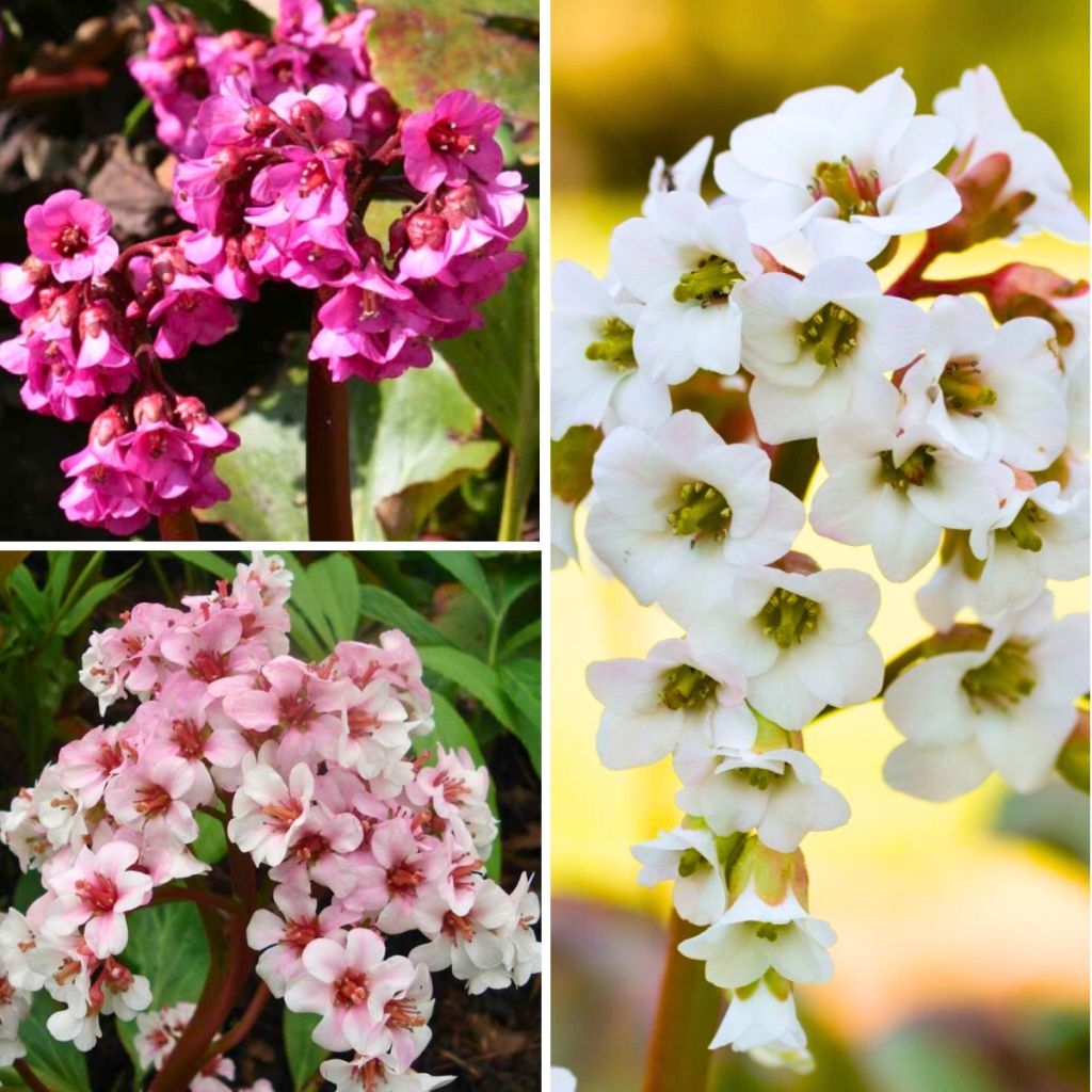 Collezione di Bergenia