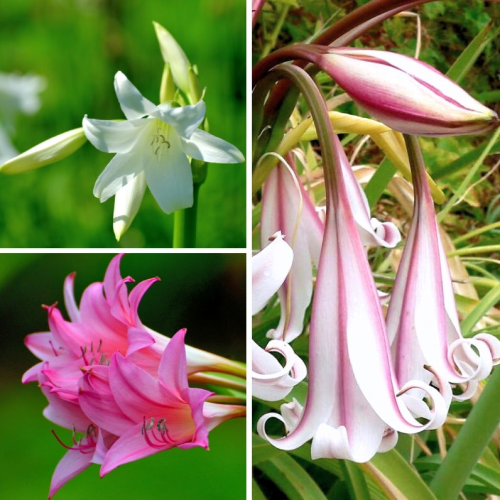 Collezione di Crinum powellii