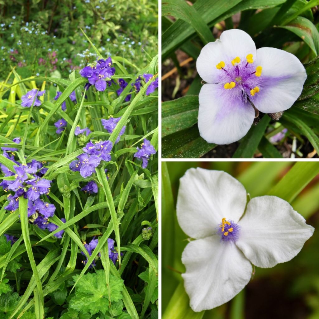 Collezione Efemeridi della Virginia - Tradescantias